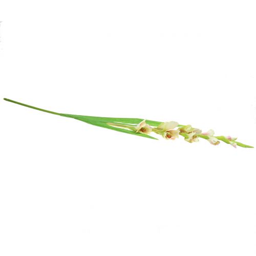 Floristik24 Gladiolus valkoinen 93cm