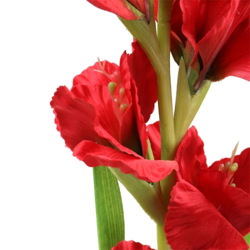 kohteita Gladiolus punainen 93cm