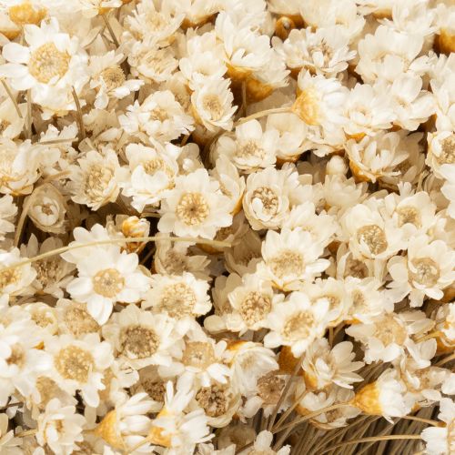 kohteita Kuivakukkakimppu, herkät kukat luonnonmukaiseen kodin sisustukseen, 44 cm