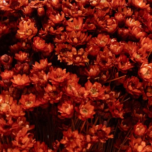 kohteita Kuivakukkakimppu, ihastuttava lisä maljakoihin tai asetelmiin, 44 cm