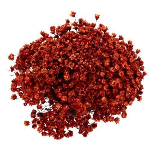 kohteita Kuivakukkakimppu, ihastuttava lisä maljakoihin tai asetelmiin, 44 cm