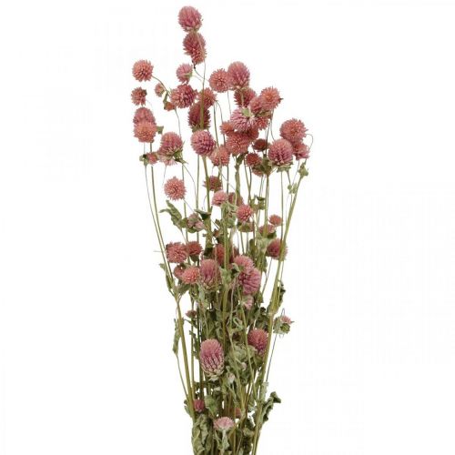 Floristik24 Ball Amaranth, Gomphrena Globosa, Kesäkukka, Kuivikukka Pinkki L49cm 50g