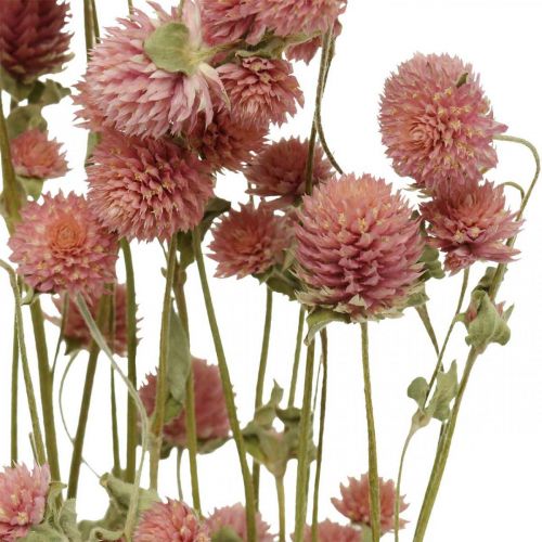 Floristik24 Ball Amaranth, Gomphrena Globosa, Kesäkukka, Kuivikukka Pinkki L49cm 50g