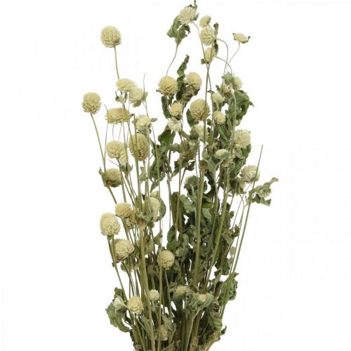 Kuivatut kukka, Globe Amaranth, Gomphrena Globosa White L49cm 45g