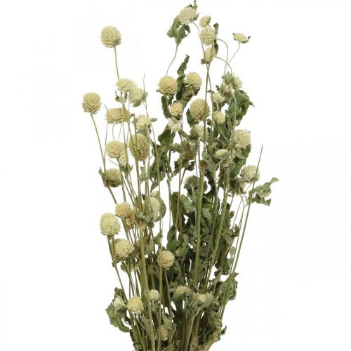 Floristik24 Kuivatut kukka, Globe Amaranth, Gomphrena Globosa White L49cm 45g