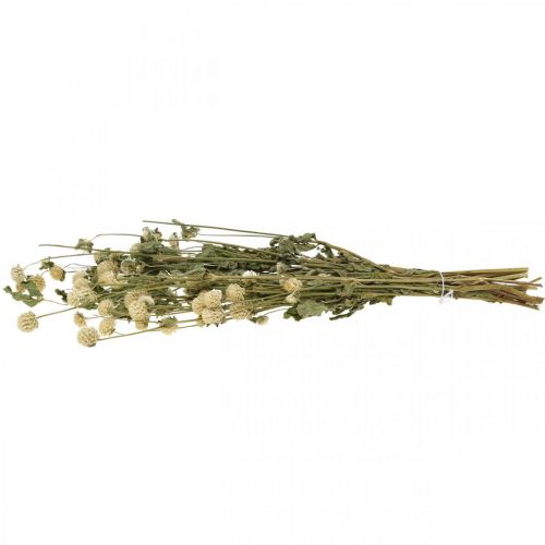 Floristik24 Kuivatut kukka, Globe Amaranth, Gomphrena Globosa White L49cm 45g
