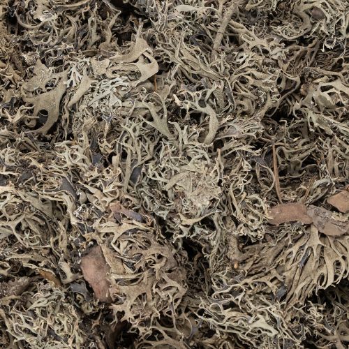 Koristeellinen sammal, harmaa sammal askarteluun, 500g | Floristik24.fi