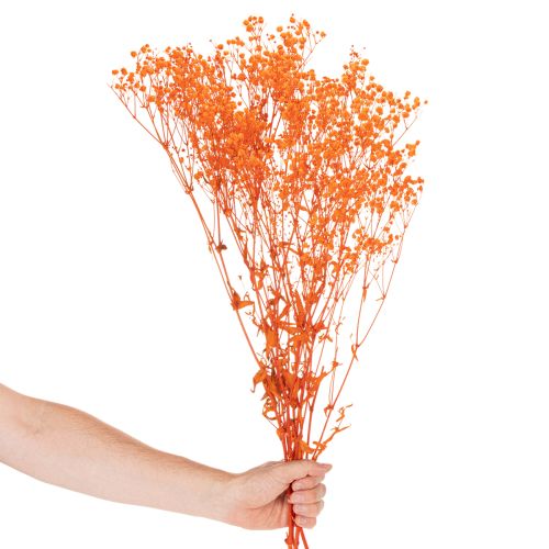 Vauvanhengitys kuivakukkakimppu Gypsophila 75cm 100g | Floristik24.fi