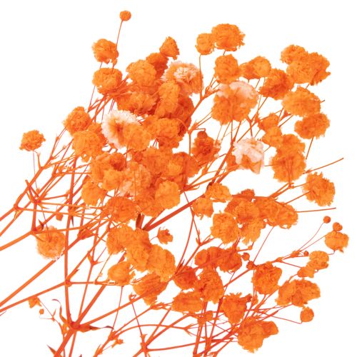 Vauvanhengitys kuivakukkakimppu Gypsophila 75cm 100g | Floristik24.fi