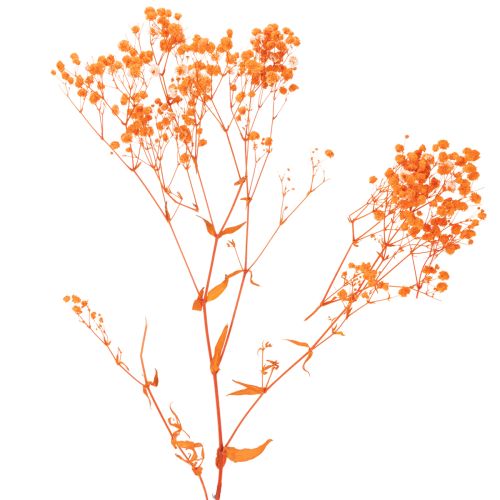 Vauvanhengitys kuivakukkakimppu Gypsophila 75cm 100g | Floristik24.fi