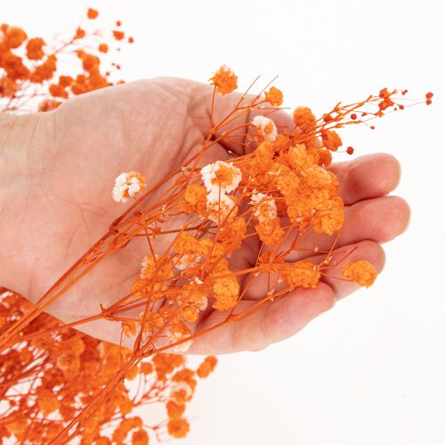 Vauvanhengitys kuivakukkakimppu Gypsophila 75cm 100g | Floristik24.fi