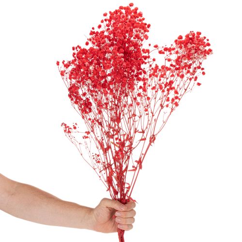 Kuivattua vauvanhengitystä (Gypsophila) nippu 75 cm 100 g | Floristik24.fi