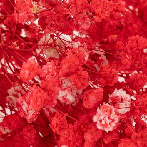 Kuivattua vauvanhengitystä (Gypsophila) nippu 75 cm 100 g | Floristik24.fi