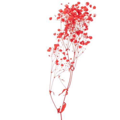Kuivattua vauvanhengitystä (Gypsophila) nippu 75 cm 100 g | Floristik24.fi