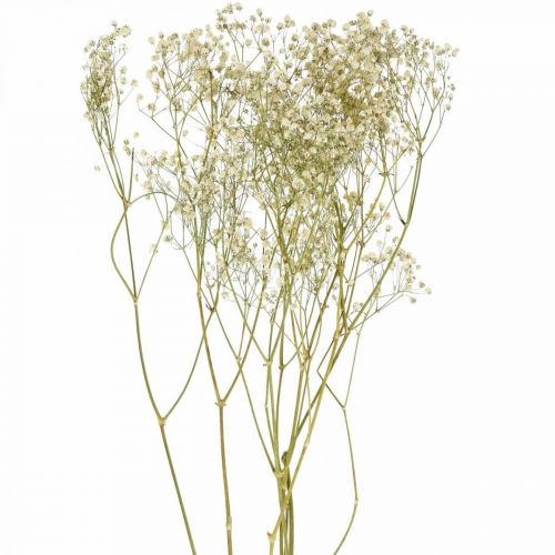 Floristik24 Kuivattu Gypsophila, Dry Floristics, Gypsophila White L64cm 20g