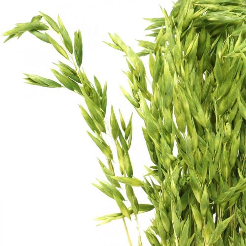 Kuivattua kauraa vihreäjyväinen maalaismainen kuiva koristelu 70cm nippu 100g