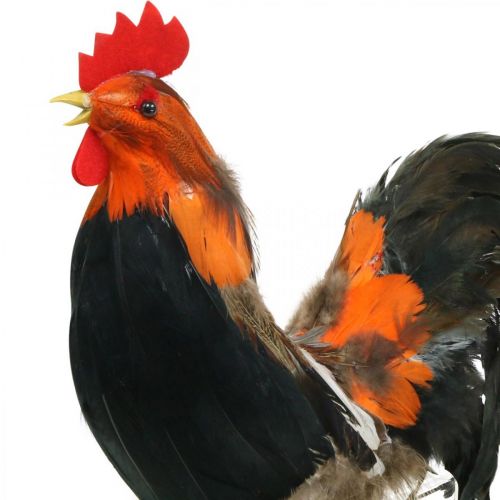 Floristik24 Koristeellinen kukko höyhenillä koristefiguuri Pääsiäinen näyteikkunakoriste H30cm