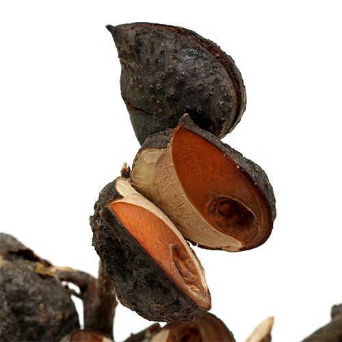 kohteita Hakea medium natural 5-9 päätä per oksa 20 kpl