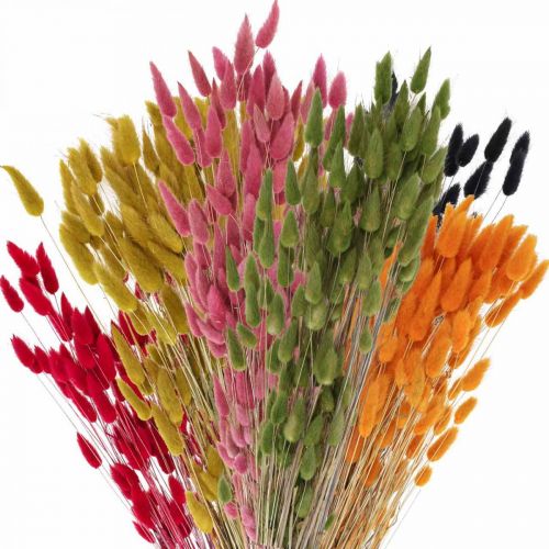 kohteita Jäniksenhäntä Ruoho Lagurus Kuivattu Värillinen 60cm 50g