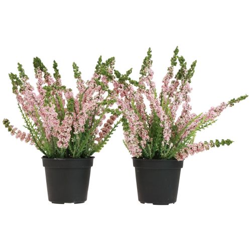 Floristik24 Erika kanervan luuta kanerva ruukussa vaaleanpunainen H17cm 2 kpl setti
