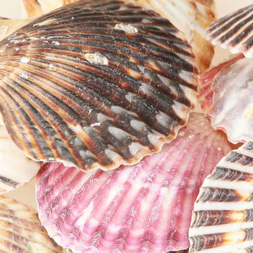 kohteita Tyhjät simpukat luonnollisessa kuoressa 3cm-5cm 300g
