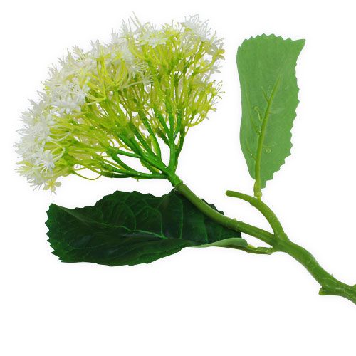 Floristik24 Vanhin valkoinen 42cm