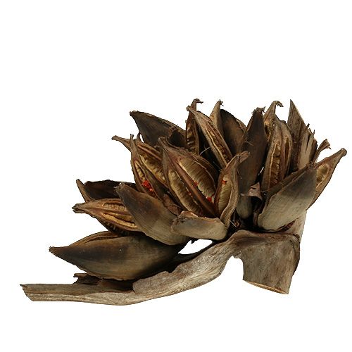 Floristik24 Puinen koristelu Penca Sororoca Natural 1 kpl