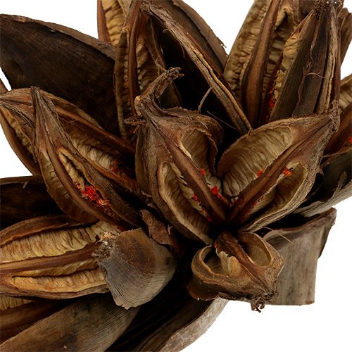 Floristik24 Puinen koristelu Penca Sororoca Natural 1 kpl