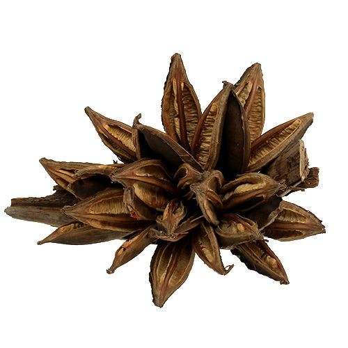 Floristik24 Puinen koristelu Penca Sororoca Natural 1 kpl