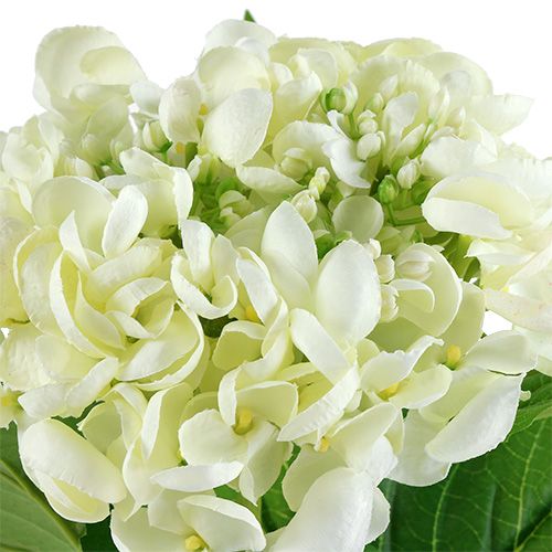 Floristik24 Hortensia 60cm valkoinen