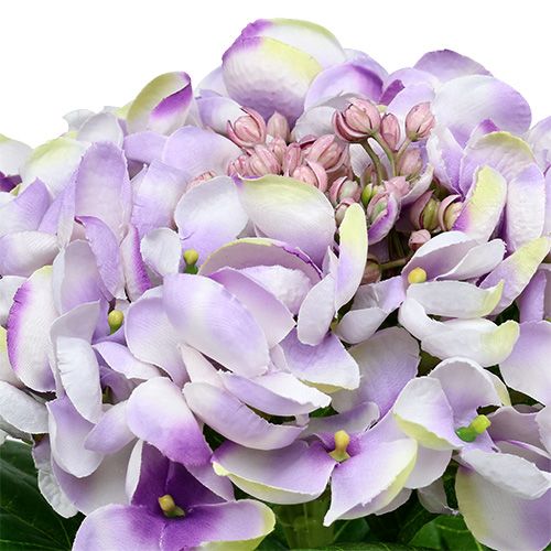 Floristik24 Hortensia violetti-valkoinen 60cm