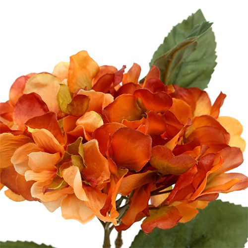 Hortensia oranssi 30cm 3kpl