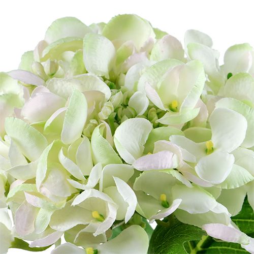 Hortensia valko-vihreä 60cm | Floristik24.fi