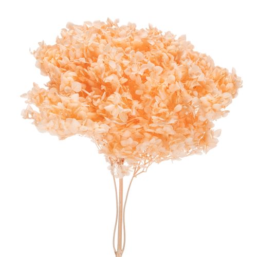 Hortensia-kuivakukkakimppu eleganttiin kukkakoristeeseen kotona, 65 cm