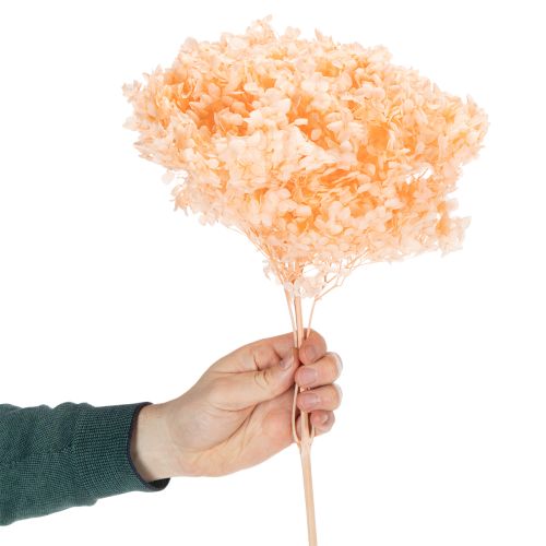 kohteita Hortensia-kuivakukkakimppu eleganttiin kukkakoristeeseen kotona, 65 cm