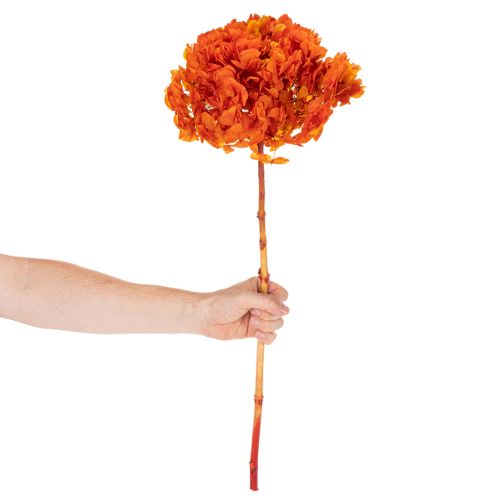 Hortensia, säilötty ja värjätty, suuri kukinto pitkällä varrella, 60 cm | Floristik24.fi