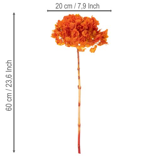 Hortensia, säilötty ja värjätty, suuri kukinto pitkällä varrella, 60 cm | Floristik24.fi