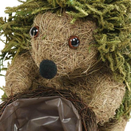 Floristik24 Siili korivihreällä, syksykoristeet istutukseen, koristekasvikori H24cm Ø9,5cm