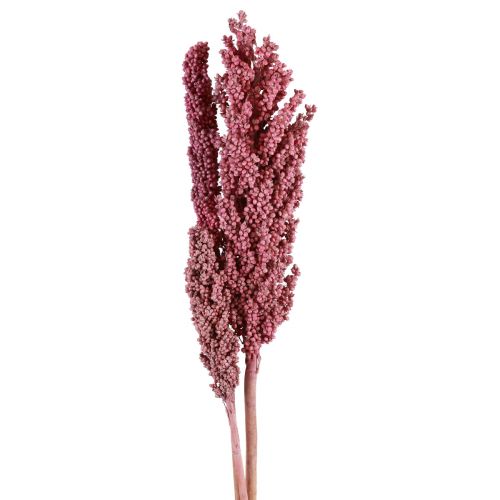Floristik24 Indian Corn Kuivatut kukat Indian Corn Pink 75cm 3 kpl