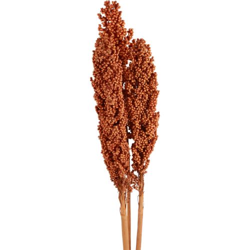 Indian Corn Kuivatut kukat Indian Corn Orange 72cm 3kpl