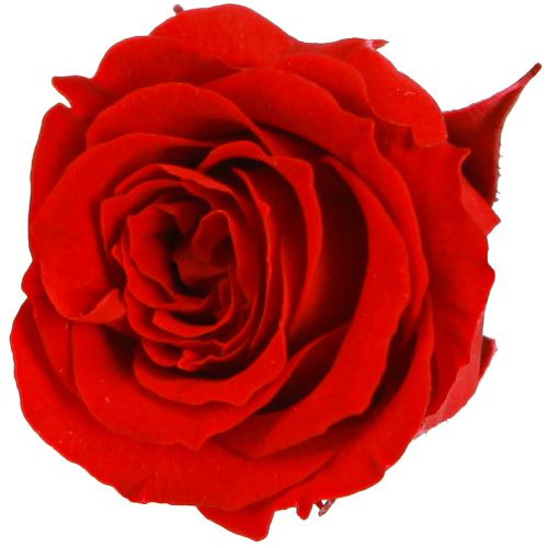 Infinity Roses -oikeita kukkia, miniruusunpäät, punaiset, Ø3cm, 16 kpl