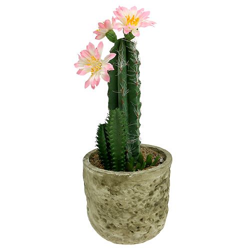 Floristik24 Kaktus ruukussa, vaaleanpunainen H 21cm