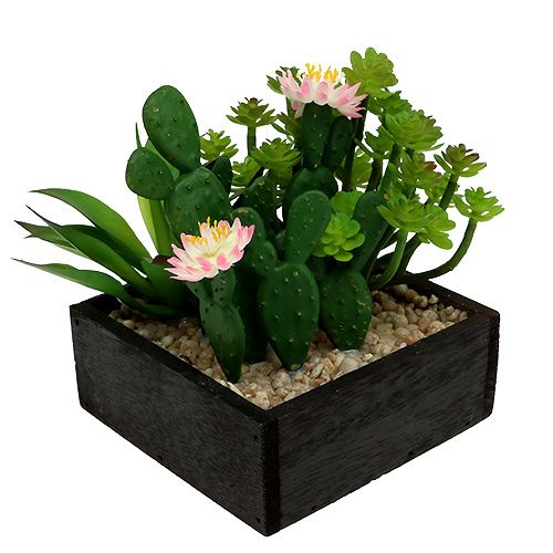 Floristik24 Kaktus ja kukka 14cm puulaatikossa