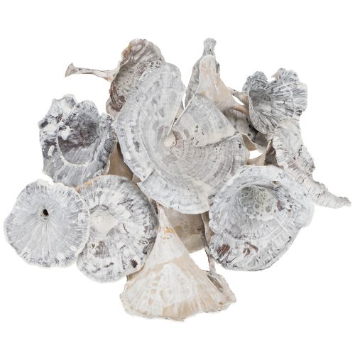 kohteita Kalix Sieni Valkoiseksi Pesty 100 kpl