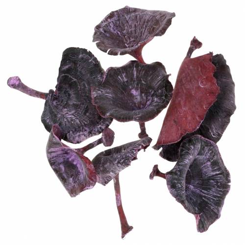 Kalix sieni violetti, valkoinen pesty 100kpl