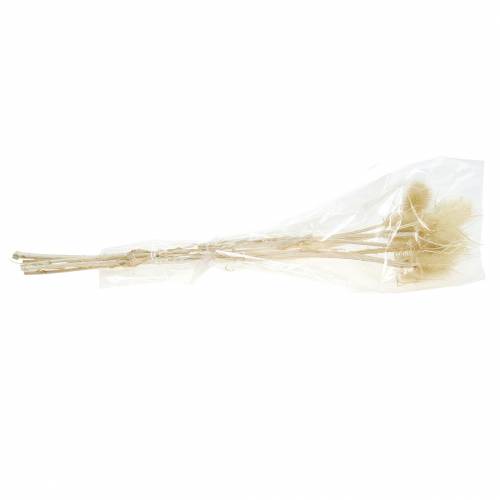 Floristik24 Teasel ohdake valkaistu 8 kpl