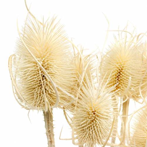 Floristik24 Teasel ohdake valkaistu 8 kpl