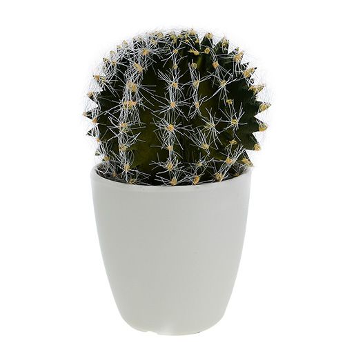 Floristik24 Kaktus ruukussa Vihreä 14cm
