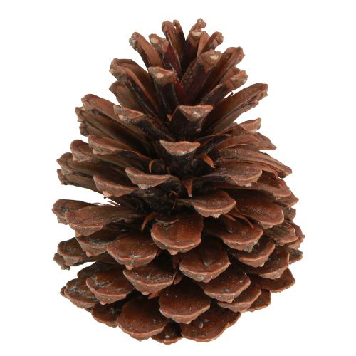 Käpyjä Pinus Maritima merikäpyjä koriste 12-13cm 3 kpl