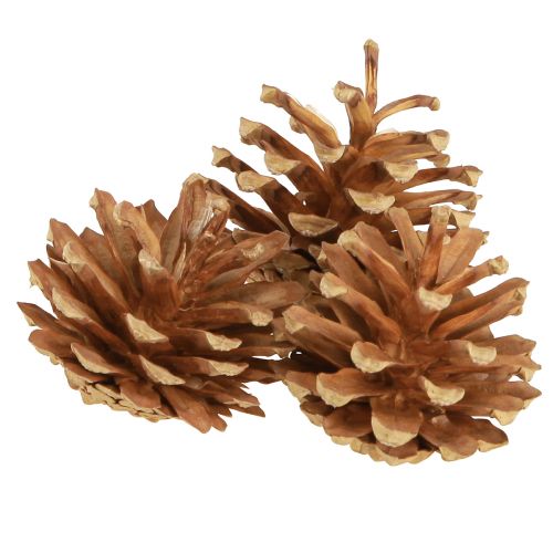 kohteita Käpyjä mänty Pinus sylvestris H3–5cm 1kg